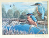 Beautifully Framed Painting of Two Kingfisher Birds Signed by the Wildlife Artist, Mark Chester