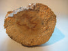 A bust (sculpture) of a woman carved out of a log