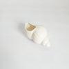 Vintage 1920s Arcosy China Crested Ware "Sea Shell" Miniature (Westcliff-on-Sea Crest)