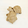 Vintage 2008 Fountasia Sculptures Faux-Granite Tortoise Figurine – "Small Pair Couple Tortoise" (Model 90501)
